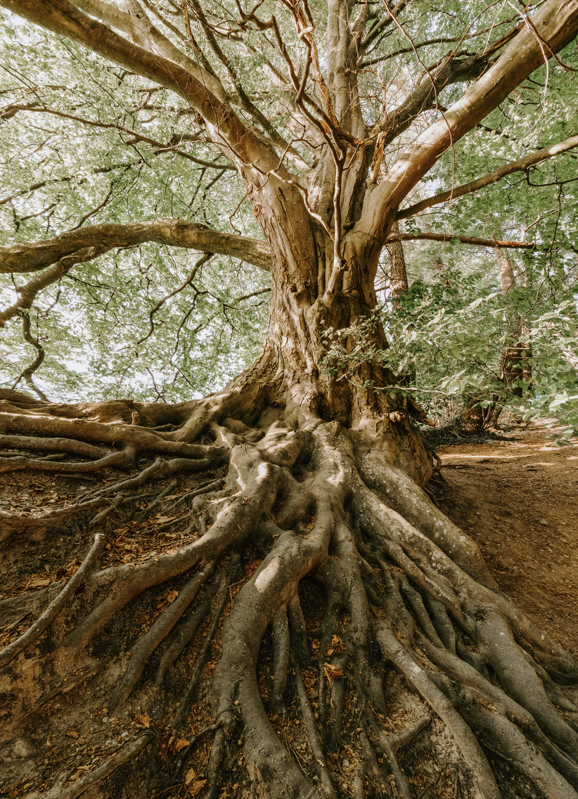 ecosysteme-arbre